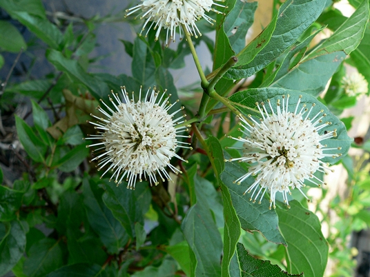 {Cephalanthus occidentalis}